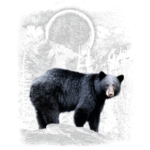 Bear (Black Bear Wilderness and Moon)