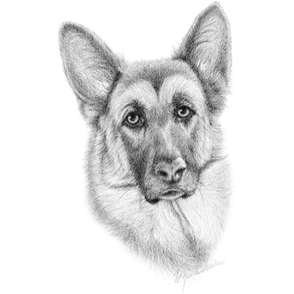 Dog (German Shepherd (Pencil art - Scratchboard Design))
