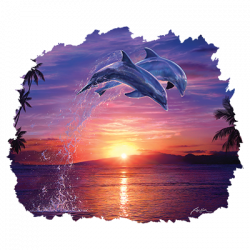 Dolphins (Leap of Faith)