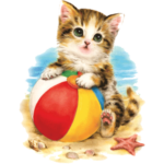 Solar (Beachball Kitten – Cat)