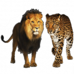 Lion and Leopard