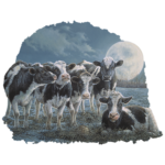 Moonshine (Cows)