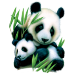 Bear (Panda and Cub)