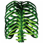 Rib Cage (Glow In The Dark)