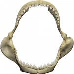 Shark (Great White Jaws/ Teeth)