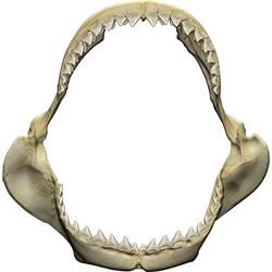 Shark (Great White Jaws/ Teeth)