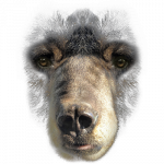 Bear (Face)