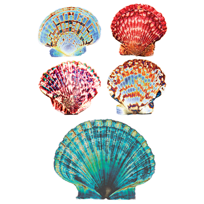 Seashells (Shell Collection)